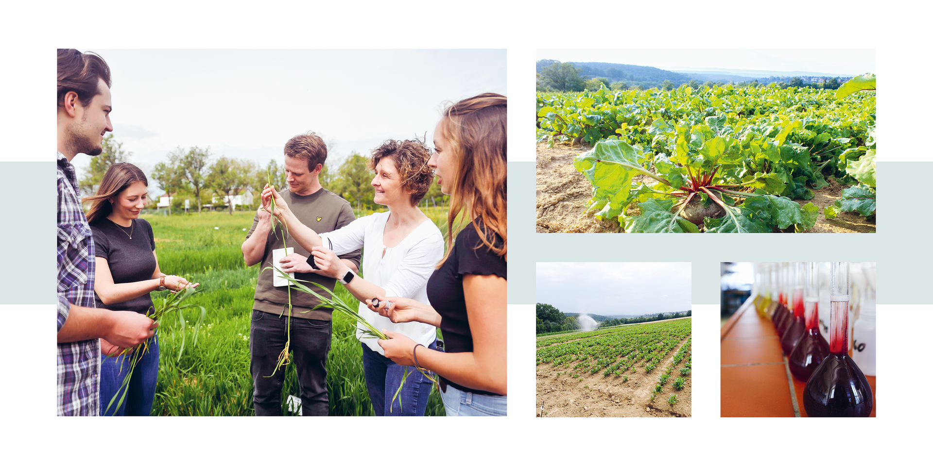 Multitalent Beetroot – just beet it Group of five people standing in a green field examining plants, with two smaller images showing beetroot field and bottles filled with red liquid